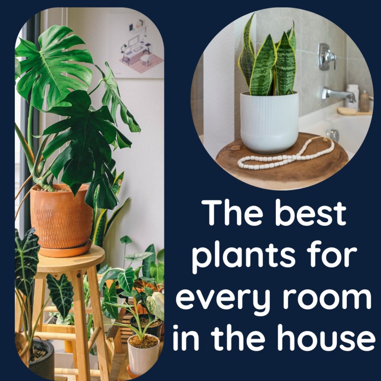 The best plants for every room in the house
